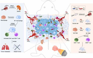 Science子刊：新治療方法促進小鼠多能干細胞的產(chǎn)生