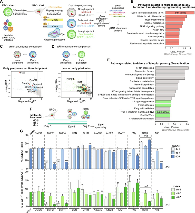 
CRISPR篩查揭示了參與重編程和X再激活的分子網(wǎng)絡(luò)