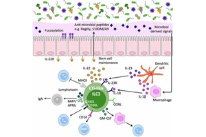 Nature顛覆傳統(tǒng)的觀點：狼瘡腎損傷的驚人機制