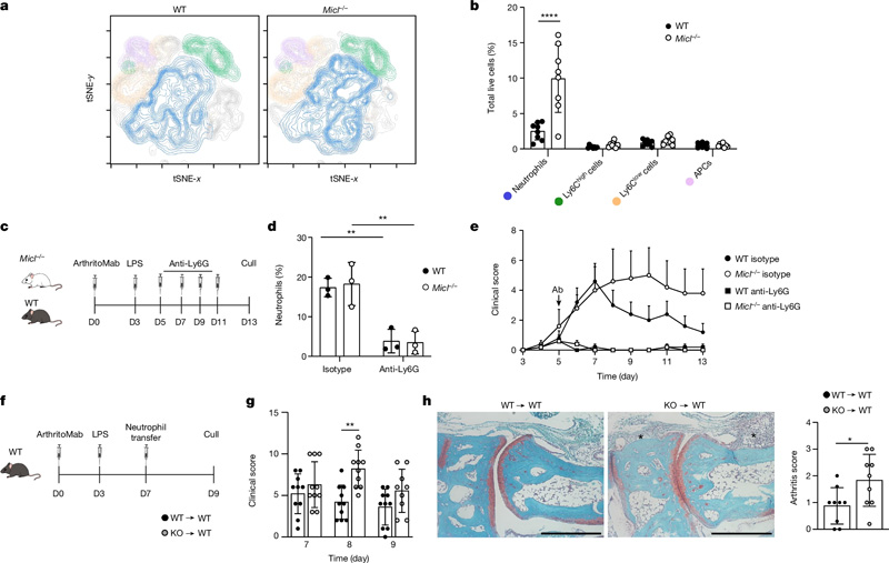 MICL是控制中性粒細(xì)胞反應(yīng)所必需的