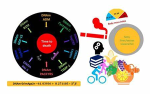 獨特的衰老生物標(biāo)志物