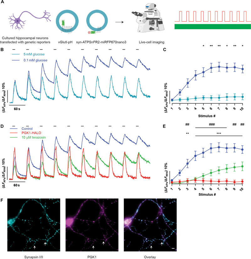 HEK293細胞中不同激動劑的cAMP劑量反應 HEK293細胞中不同激動劑的cAMP劑量反應