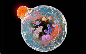 《Nature》在線粒體中發(fā)現(xiàn)新機(jī)制