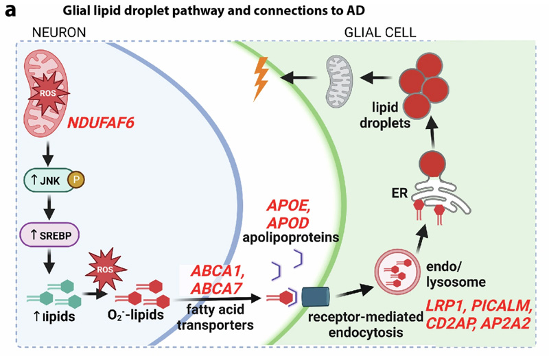 果蠅視網膜膠質脂滴通路和脂滴特征