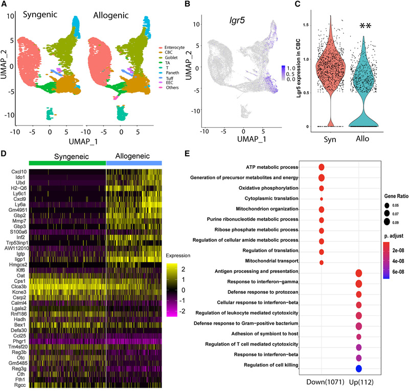 腸移植物抗宿主病后Lgr5+ISCs的單細(xì)胞轉(zhuǎn)錄組學(xué)分析