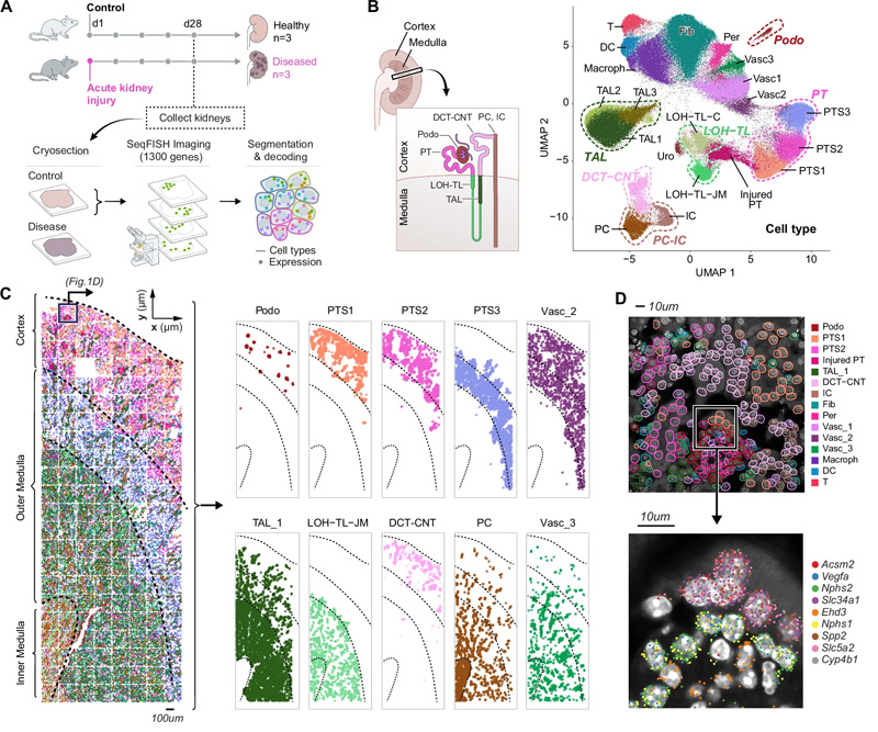 seqFISH揭示了所有主要的腎細(xì)胞類(lèi)型及其在腎臟中的位置，以及AKI后的成分和空間變化