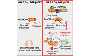 《Cell》新發(fā)現(xiàn)肺癌轉(zhuǎn)移的關(guān)鍵信號通路
