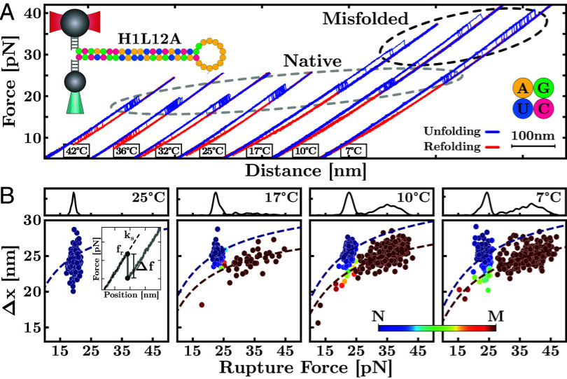 冷RNA錯(cuò)誤折疊