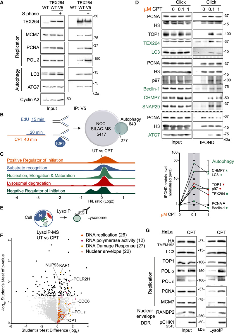 促進DNA修復(fù)和細(xì)胞存活
CPT治療后自噬和DNA復(fù)制之間的串?dāng)_