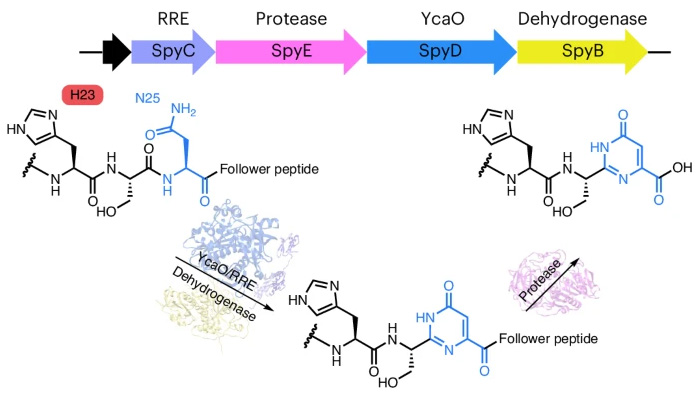 機(jī)理研究表明，嘧啶酮的形成是以底物輔助催化的方式發(fā)生的，需要前體中的His殘基激活天冬酰胺進(jìn)行雜環(huán)化