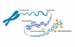 PNAS：細(xì)胞在重編程過程中難以完全改變身份的原因
