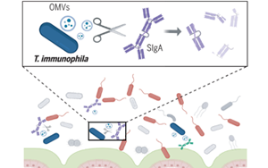 《Science》突破性發(fā)現(xiàn)：腸道細(xì)菌操控宿主免疫，科學(xué)家揭示IgA降解細(xì)菌