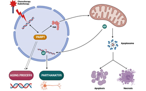 PNAS：有缺陷的DNA修復(fù)機(jī)制與亨廷頓氏病