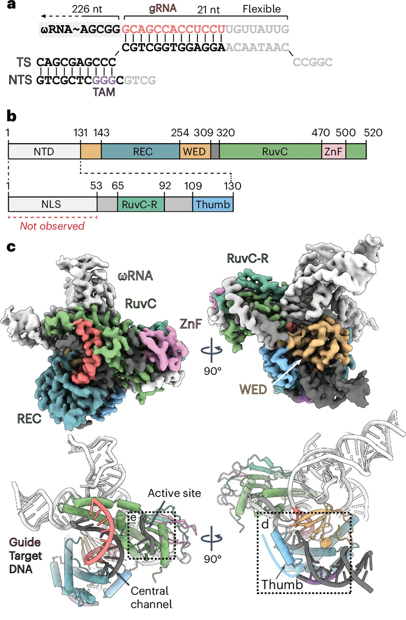 ApmFz2三元配合物的低溫電磁結(jié)構(gòu)