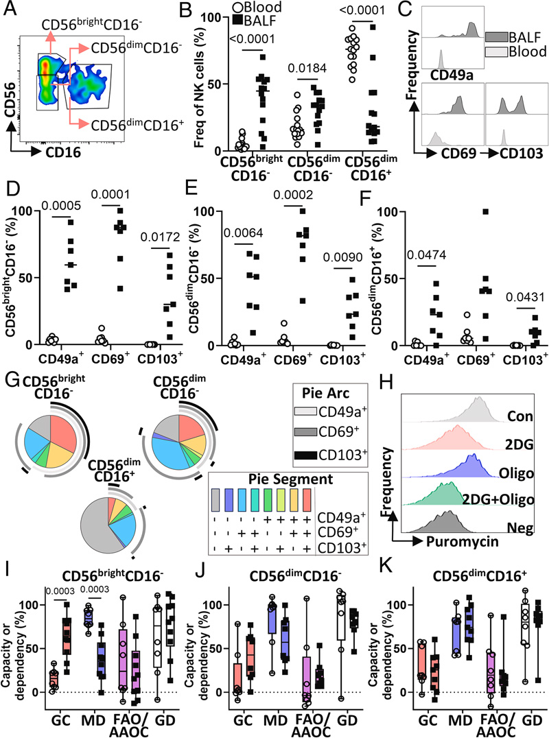 人BALF中的CD56brightCD16-NK細(xì)胞具有組織駐留表型和獨(dú)特的代謝特征