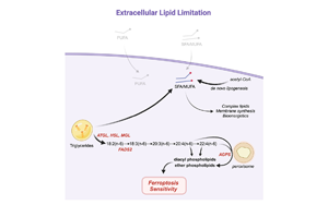 科學(xué)食療：切斷癌細(xì)胞獲取脂肪的途徑，誘導(dǎo)鐵死亡加強(qiáng)癌癥治療