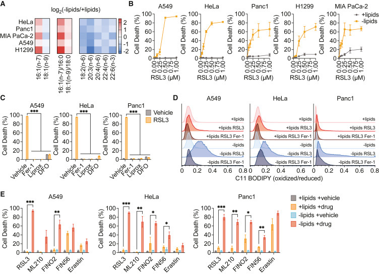 
脂質(zhì)限制使癌癥細胞對脫鐵敏感