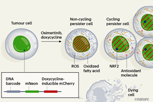 Nature：難怪抗癌“神藥”也救不了腫瘤耐藥！原來是癌細(xì)胞改了代謝方式，更愛脂肪酸