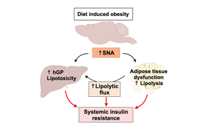 Cell子刊：暴飲暴食如何導(dǎo)致糖尿??？神經(jīng)遞質(zhì)激增