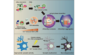 《Cell》與帕金森病相關(guān)的蛋白質(zhì)聚集的新機(jī)制