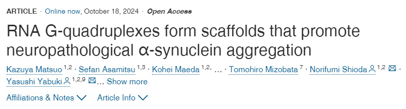 RNA G-四鏈體形成促進(jìn)神經(jīng)病理學(xué)α-突觸核蛋白聚集的支架