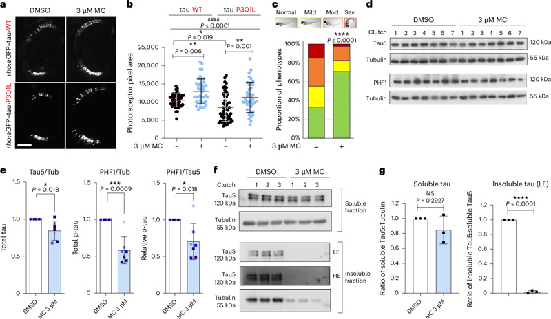 
甲氧卡巴醇改善了斑馬魚(yú)模型中tau誘導(dǎo)的毒性，并降低了過(guò)度磷酸化和不溶性tau水平