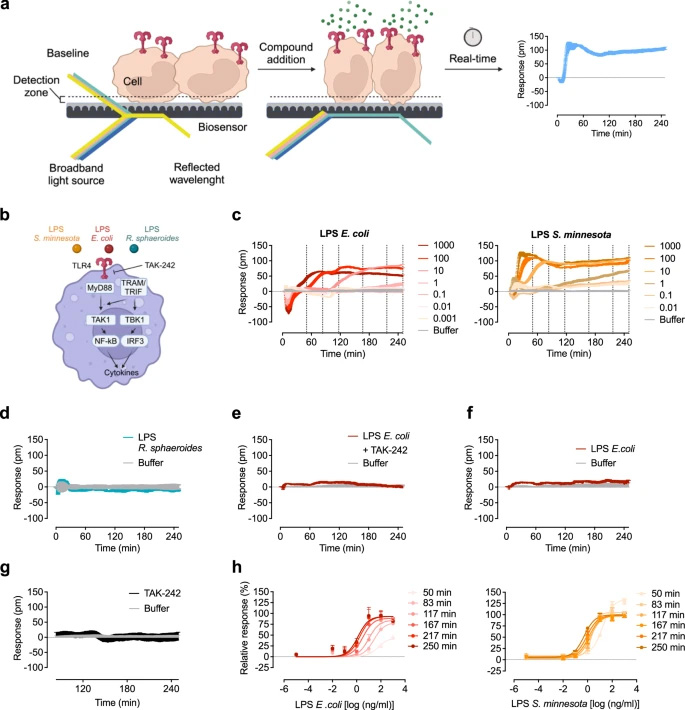 光學(xué)生物傳感器在HEK293 TLR4/MD-2/CD14報告細胞中區(qū)分不同的LPS化學(xué)型