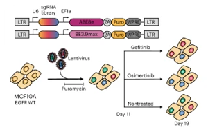 EGFR基因突變，基因編輯技術(shù)揭示癌癥耐藥性途徑
