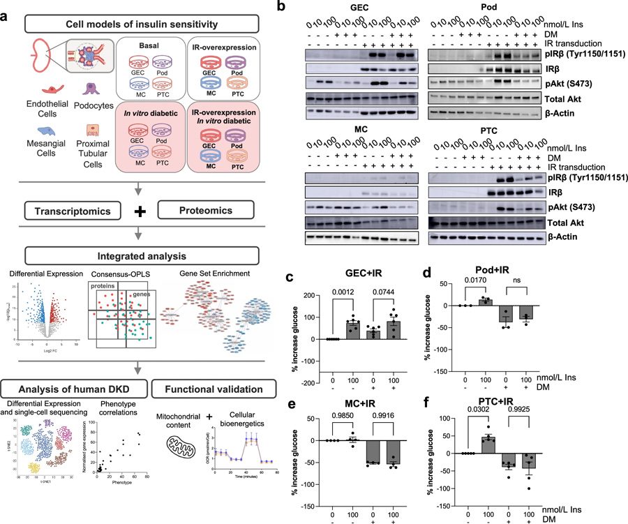 實驗管道概述和細胞模型特征 實驗管道概述和細胞模型特征