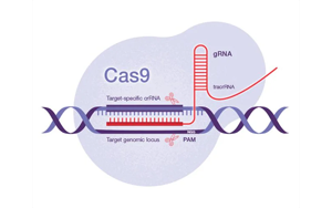 Science：一種開創(chuàng)性的遺傳方法——利用CRISPR-Cas9技術(shù)，激活細菌隱藏的藥物潛能