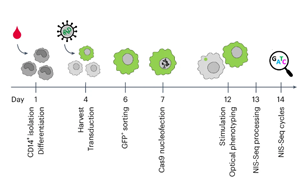 Nature Biotechnology：彩色細胞核顯示出細胞的關(guān)鍵基因