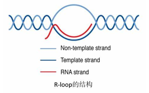 Science：真的沒想到，RNA:DNA這種特殊“三明治”結(jié)構(gòu)與情緒體驗密切相關(guān)