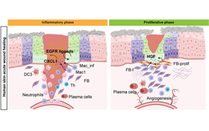 《Cell Stem Cell》單細胞解析傷口愈合的分子動力學(xué)