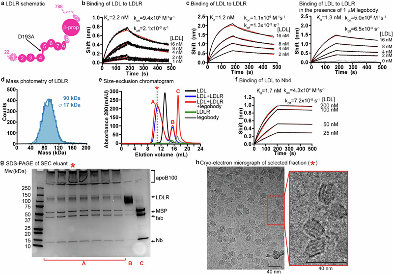 LDL、LDLR和legobody的生化特征