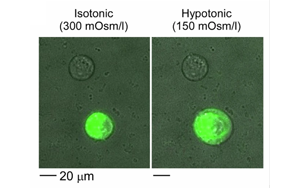 《Nature Biomedical Engineering》疼痛研究新突破：一種更安全、不會上癮的方法