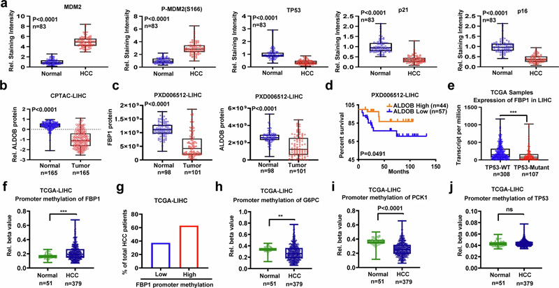 FBP1、ALDOB和TP53在人類HCC中下調(diào)