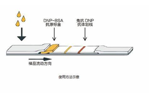 因?yàn)楠?dú)立，所以強(qiáng)大——優(yōu)質(zhì)的獨(dú)立C線質(zhì)控系統(tǒng)DNP抗原抗體
