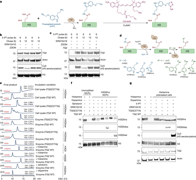 TG2是H3單胺基化的寫入、擦除和交換工具