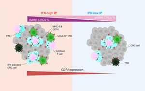 Cancer Cell：蛋白水平預(yù)測腸癌免疫治療反應(yīng)