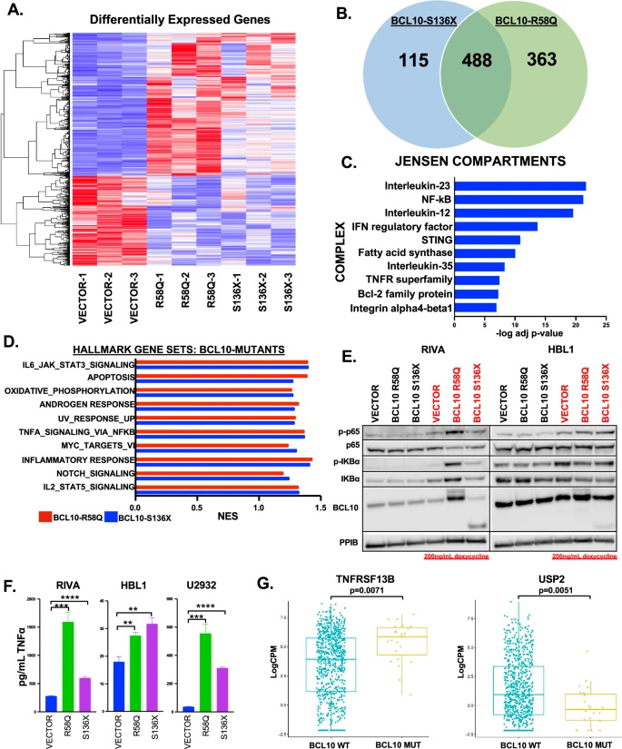 BCL10突變對基因表達的影響 BCL10突變對基因表達的影響