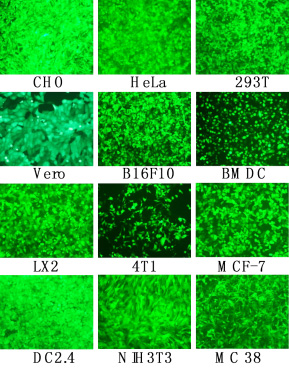 mRNA專用轉(zhuǎn)染試劑在不同細(xì)胞GFP-mRNA轉(zhuǎn)染