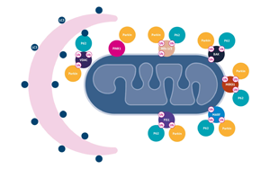 Science重要發(fā)現(xiàn)：逆轉(zhuǎn)線粒體損傷也許能讓糖尿病患者恢復控糖能力！