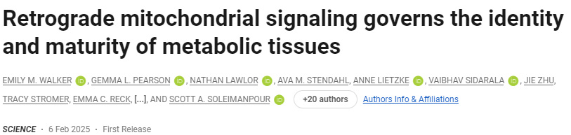 逆轉線粒體信號控制代謝組織的身份和成熟度