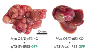 《Nature Genetics》PROX1積極抑制細胞命運可塑性，保護肝細胞身份，防止肝腫瘤發(fā)生