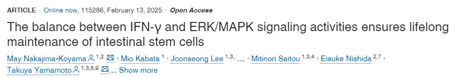 IFN-γ和ERK/MAPK信號(hào)傳導(dǎo)活性之間的平衡確保了腸道干細(xì)胞的終身維持