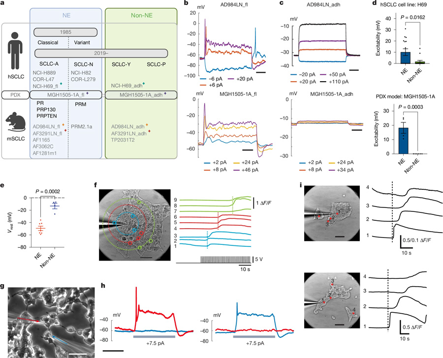 電激活的NE細胞產(chǎn)生自發(fā)和誘發(fā)的鈣波