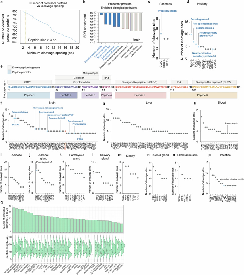 肽預測器映射了一大組經過蛋白水解處理的人類肽 肽預測器映射了一大組經過蛋白水解處理的人類肽
