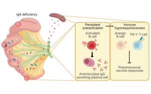 Science子刊：腸道菌群、免疫球蛋白A與疫苗效力的關(guān)系