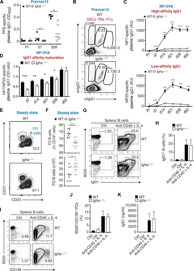 IgA增強(qiáng)全身性IgG對(duì)T細(xì)胞依賴性抗原（如蛋白結(jié)合肺炎球菌疫苗）的應(yīng)答