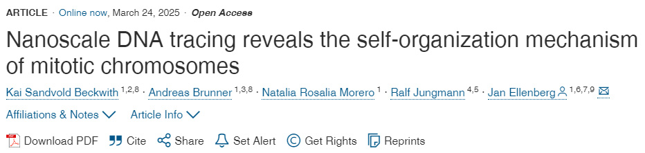 納米級(jí)DNA示蹤揭示有絲分裂染色體自組織機(jī)制